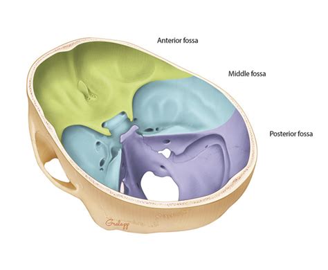 Surgical Anatomy of the Ear | Ento Key