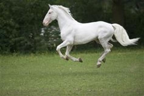 Czech Republic's Kladruber Horse on Pinterest | Horse Breeds, Dressage ...