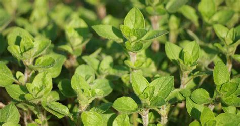 How to Plant and Grow Oregano | Gardener’s Path