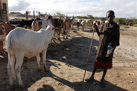 Chad to repay a debt of $100m to Angola with 75, 000 cows – BestNewsGH ...