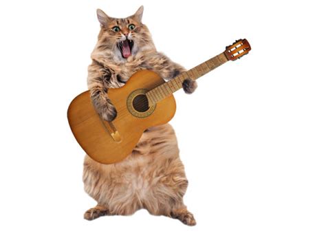 Cat Playing Guitar Stock Photos, Pictures & Royalty-Free Images - iStock