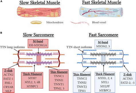 Frontiers | Tissue-Engineered Skeletal Muscle Models to Study Muscle ...