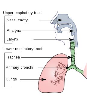 Hard to Breathe (Nose, Throat, Chest) Causes, Symptoms | Healthhype.com