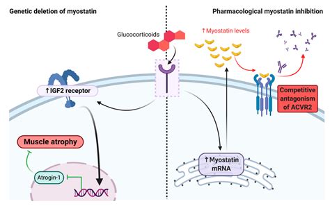 Myostatin Inhibitor Kid