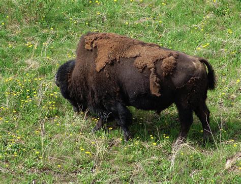 Alaska Wood Bison Photograph by Robert Braley