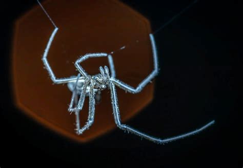 A Spider in Macro Photography · Free Stock Photo