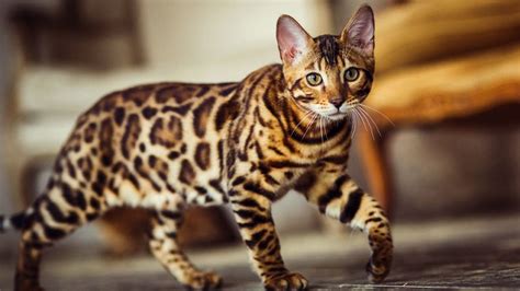 6 Spotted Cat Breeds | BeChewy