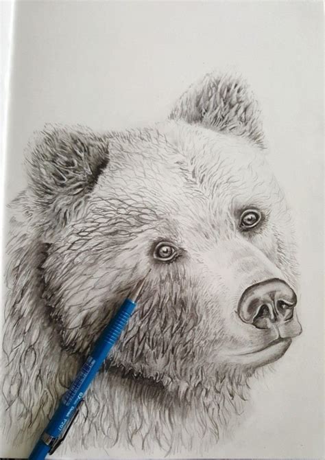 Grizzly Bear Pencil Drawing at PaintingValley.com | Explore collection ...