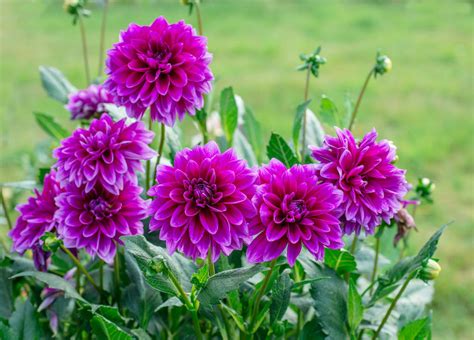 Planting And Caring For The Dahlia Flower » FloraQueen EN