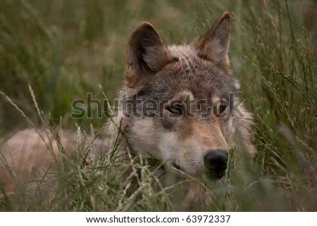 European Wolf Hiding In The Long Grass Stock Photo 63972337 : Shutterstock