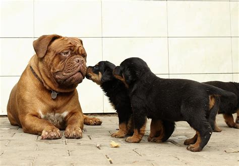 Are Rottweilers Dangerous Dogs?