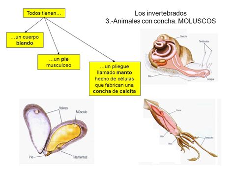 Artes de Pesca: MOLUSCOS