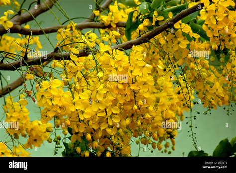 KANIKONNA (CASSIA FISTULA), RELATED TO VISHU, OFFICIAL FLOWER OF KERALA ...