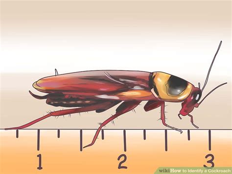 4 Ways to Identify a Cockroach - wikiHow