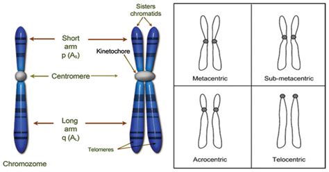 TYPES OF CHROMOSOME-STRUCTURE&DEFINITION - Agriculture Wale