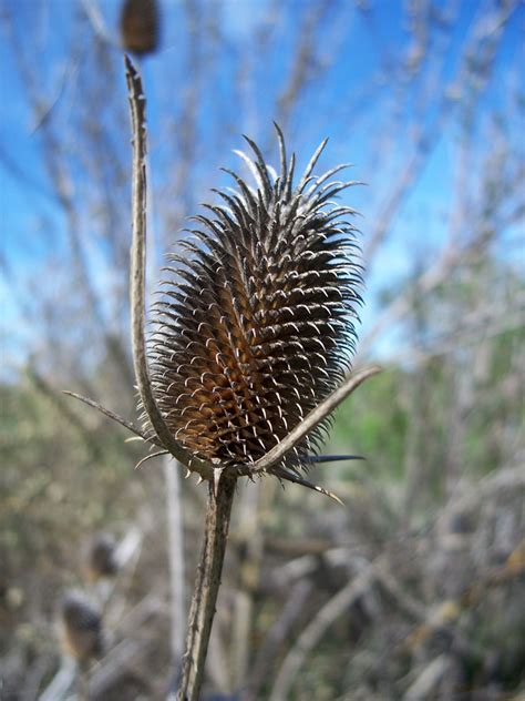 Fullers teasel (Dipsacus sativus) - Definition of Fullers teasel (Dipsacus sativus)