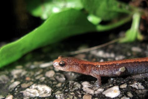 Essential ubiquity: How one tiny salamander species has a huge impact