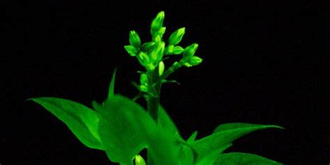 Scientists create plants that glow in the dark | Curious Times