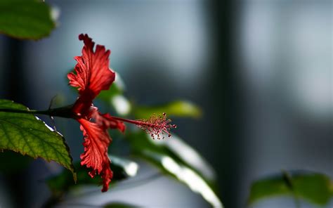 Hibiscus Flower, HD Flowers, 4k Wallpapers, Images, Backgrounds, Photos and Pictures