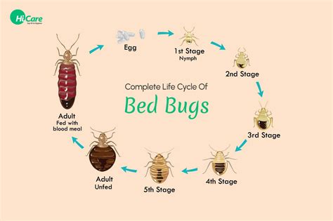 Complete Life Cycle or Stages of Bed Bugs | HiCare