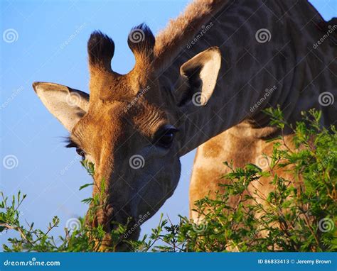 Southern giraffe stock image. Image of herbivorous, mammal - 86833413