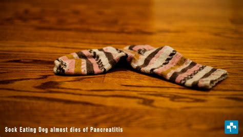 The trauma of a dog eating a sock | Pet Health CareTrue Story: The trauma of a dog eating a sock