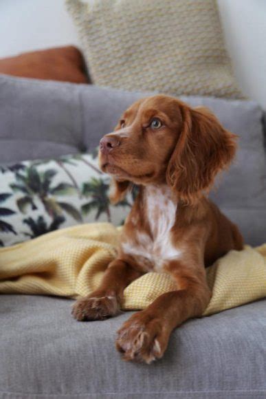 5 Cocker Spaniel Training Hacks You REALLY Need To Know!