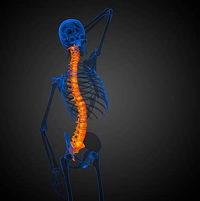 Medical, Of The Human Spine In, Backache, Skeletal PNG Transparent Image and Clipart for Free ...