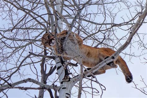 Mountain-lion hunting expands near Aspen - Aspen Journalism