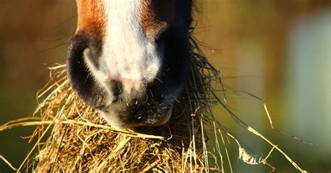 The Top 5 Best Types of Hay for Horses (And 1 type of hay to NEVER feed ...