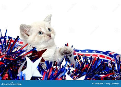 Cute Kitten With Fourth Of July Decorations Royalty Free Stock Images - Image: 20180549