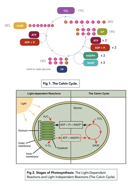 Two Stages Of Photosynthesis