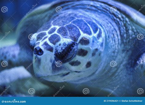 A Turtle is Sleeping Underwater in the Sea Stock Image - Image of deep ...