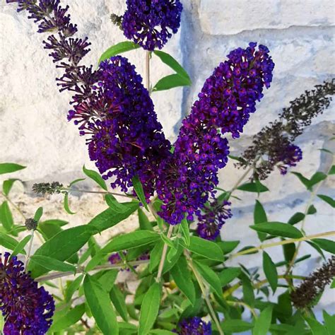 Black Knight Butterfly Bush - Grimm's Gardens