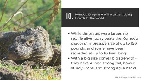 Top 10 Komodo Dragon Facts