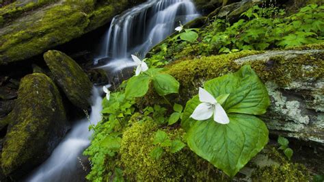 Waterfall In The Forest HD desktop wallpaper : Widescreen : High Definition : Fullscreen