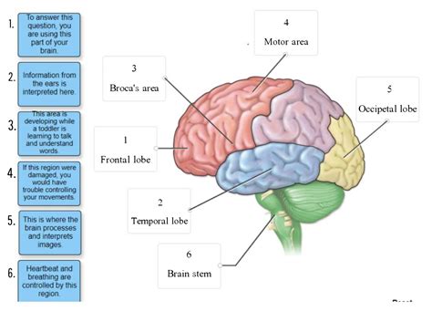 Parts Of The Brain And Their Functions Online Outlet | gbu-presnenskij.ru