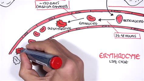 Haematology Red Blood Cell Life Cycle - YouTube