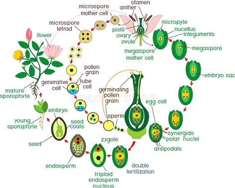 Angiosperm life cycle. Diagram of life cycle of flowering plant with ...