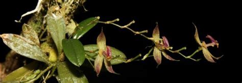 New orchid species discovered in Peruvian Amazon - South Africa Today