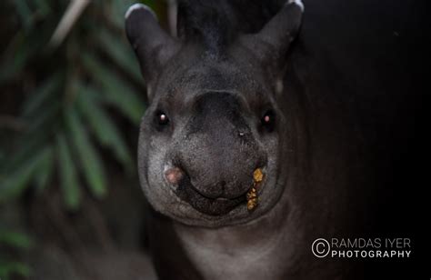 Bolivia Wildlife – Ramdas Iyer Photography