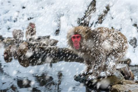 Snow Monkey stock image. Image of travel, fuscata, hotsprings - 49175417