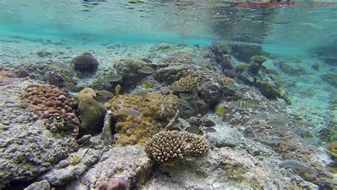 Snorkeling in Kanumera Bay, Isle of Pines | Snorkeling in New Caledonia