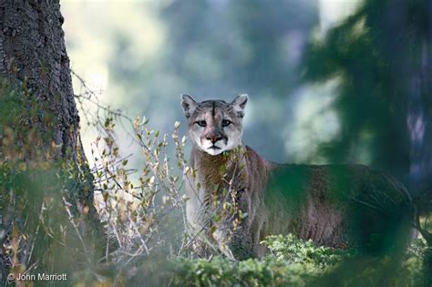 16 (Adorable) Reasons to Protect Canada’s Boreal Forest