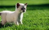 1920 Cat Photo Wallpaper (2) #14 - 1280x800 Wallpaper Download - 1920 ...