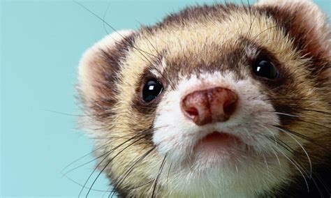 Cute Ferret Wallpaper (72+ images)