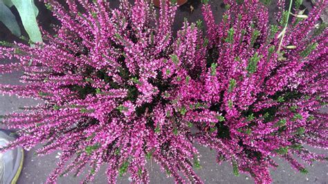 Calluna vulgaris | Heather plant, Plants, Plant pictures