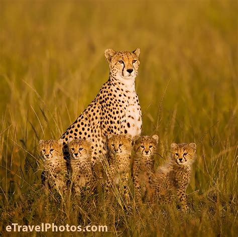 These Animal Families Posing In Pictures Will Make You Love Animals ...