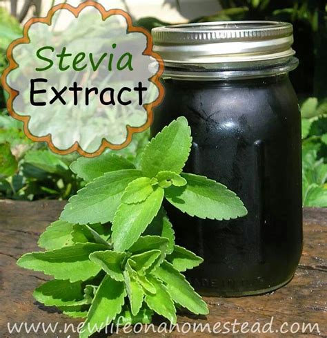 How to make stevia extract | Stevia, Herbs, Stevia extract