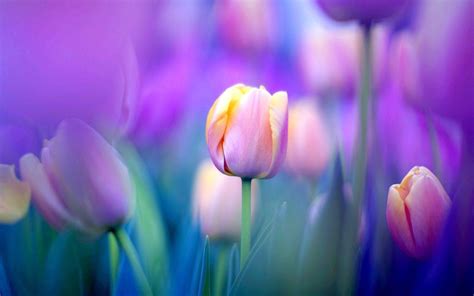 Tulip Wallpapers - Top Free Tulip Backgrounds - WallpaperAccess